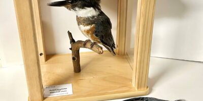 Belted Kingfisher taxidermy mount, skull, study skin, and wing