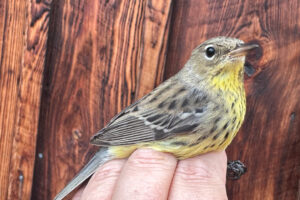 kirtlands warbler bird
