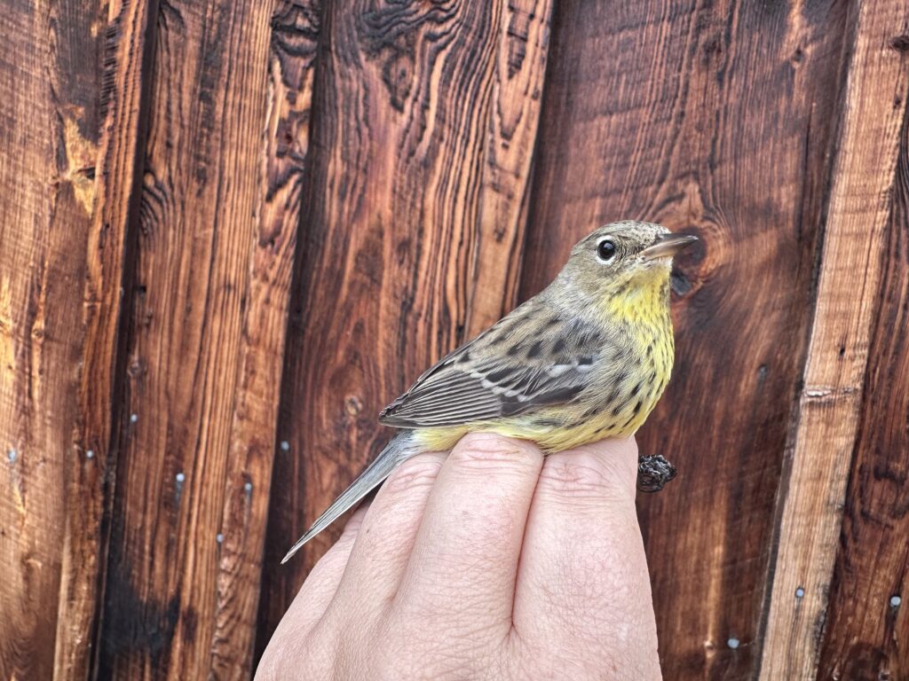 Kirtland's Warbler
