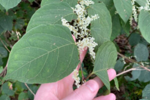 knotweed plant leaf