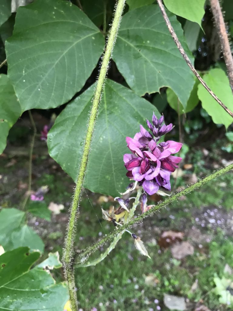 kudzu flower