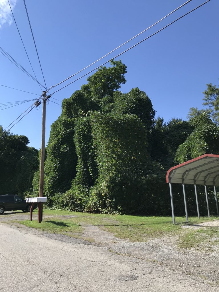 kudzu under telephone wires