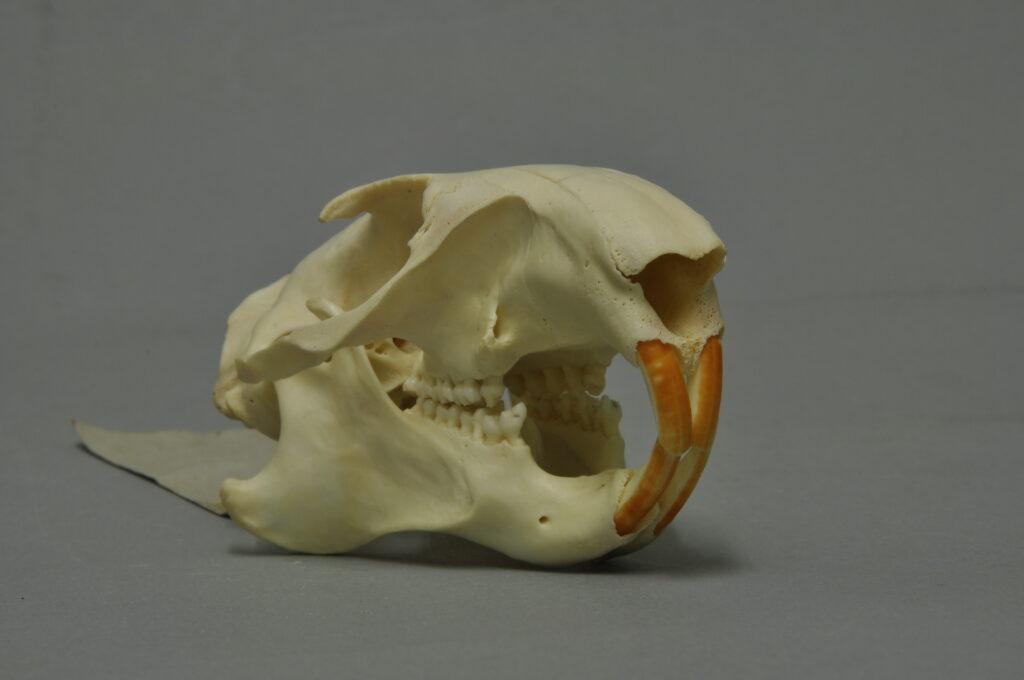 alpine marmot skull