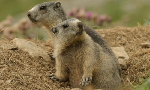 Groundhog Day 2024: Punxsutawney Phil’s Alpine Cousin