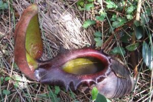 Scientific Names Matter in March Mammal Madness 
