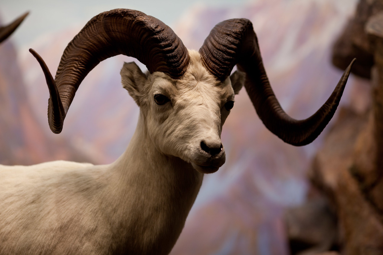 Hall of North American Wildlife