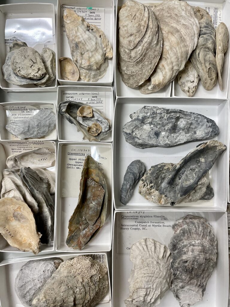small boxes of oyster shells
