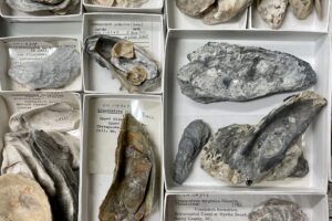 Oysters Swim Towards a Siren Soundscape