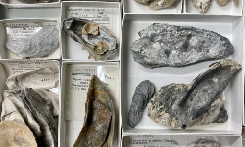 Oysters Swim Towards a Siren Soundscape