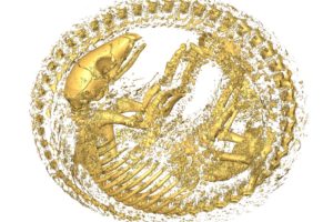 World Pangolin Day: February 19, 2022