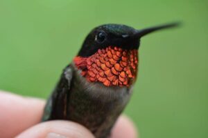 Hummingbird Lessons