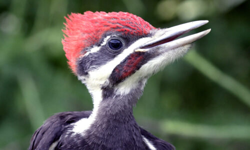 2023 Point Counts at Powdermill Avian Research Center