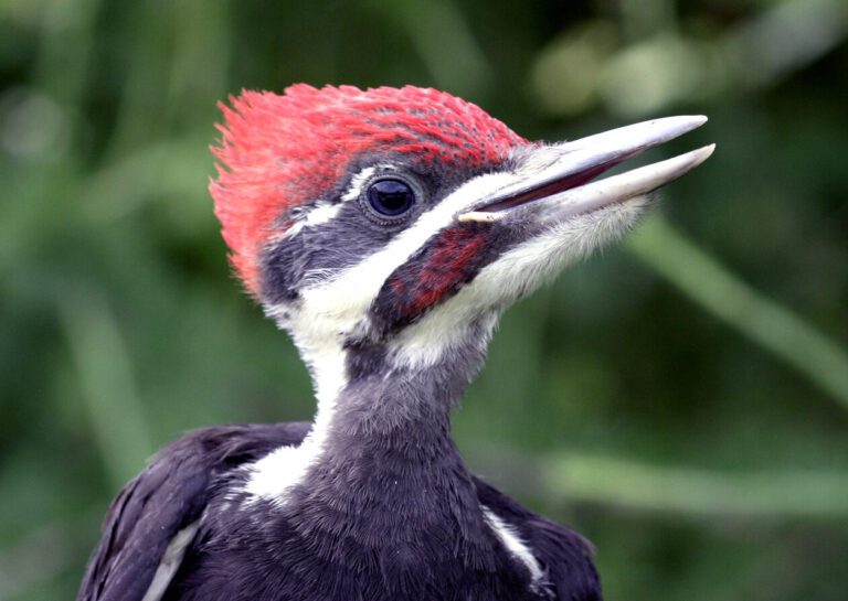 2023 Point Counts at Powdermill Avian Research Center