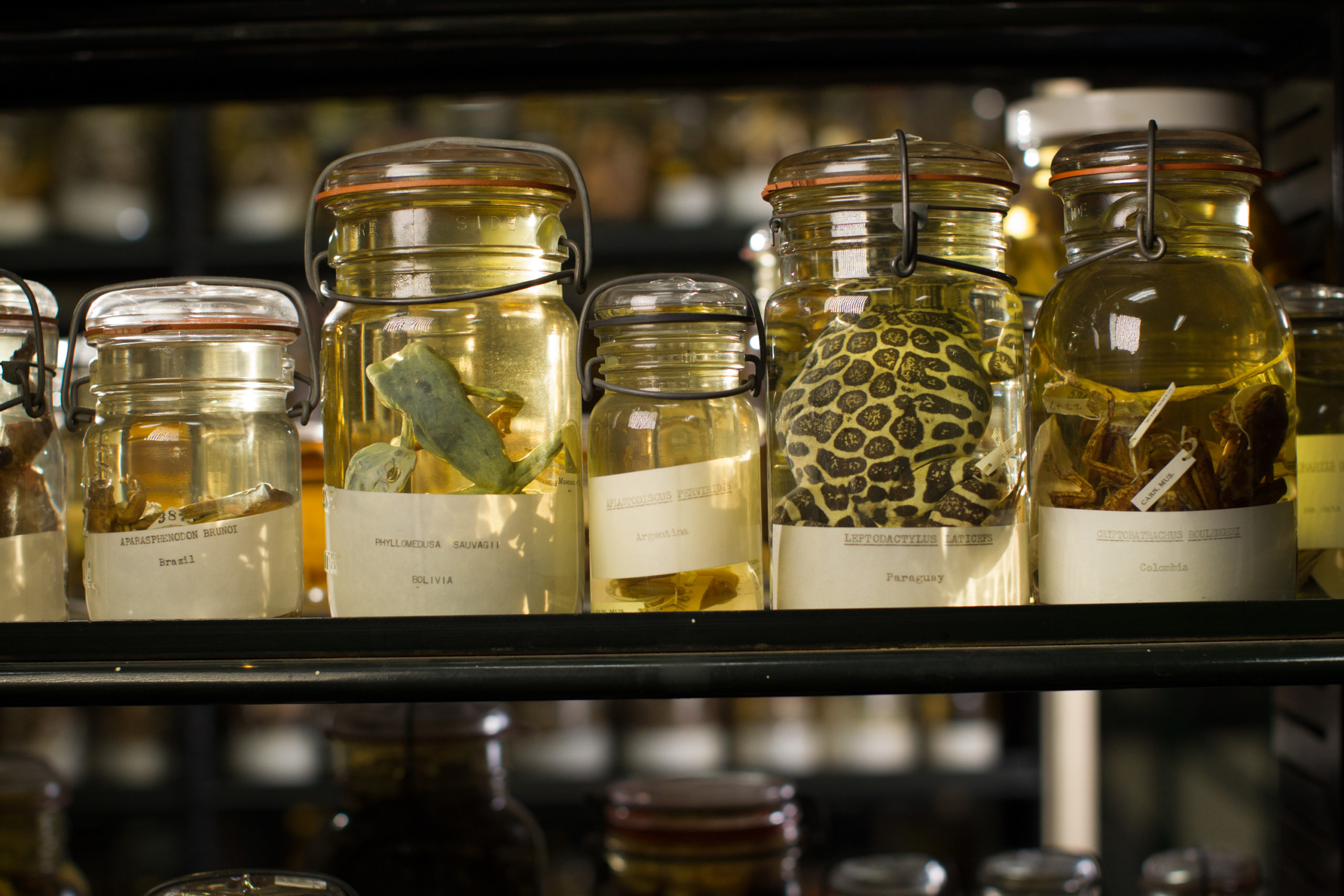 alcohol house jars