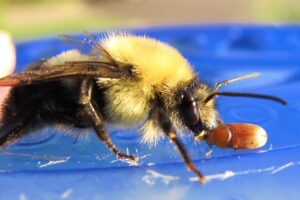 Beyond the Simple Ecosystem Graphic: Teaching About Biodiversity and Pollination