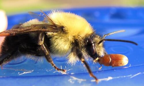 Beyond the Simple Ecosystem Graphic: Teaching About Biodiversity and Pollination