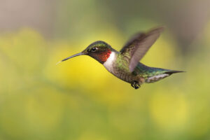 hummingbird