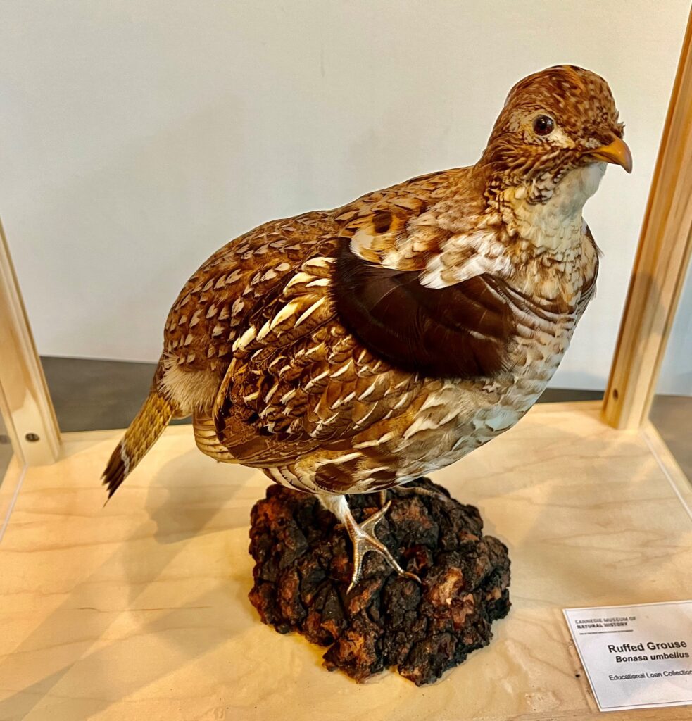 ruffed grouse taxidermy mount