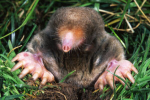 What’s in a Name? The History of the Naming of the Eastern Mole 