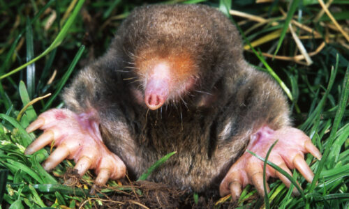 What’s in a Name? The History of the Naming of the Eastern Mole 