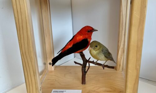 Building Birding Skills