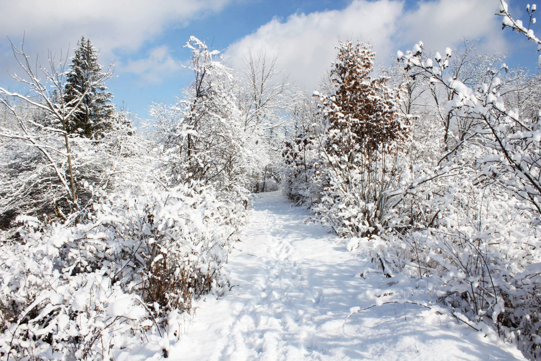 snowy hiking trail