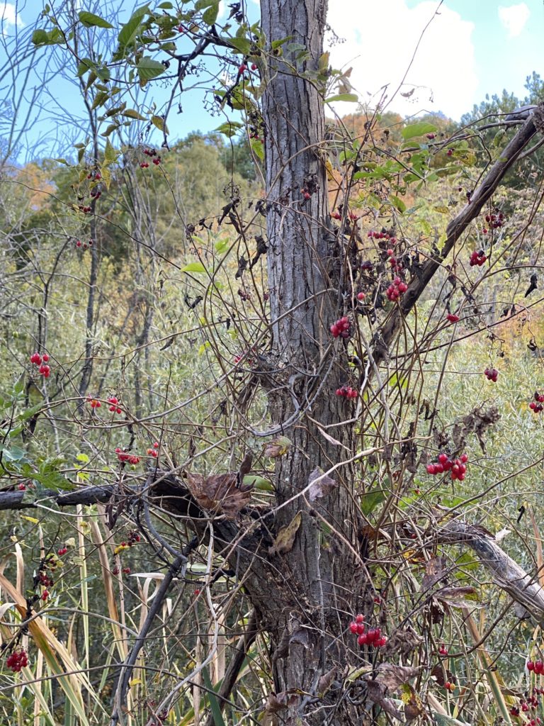 bittersweet plant in the fall