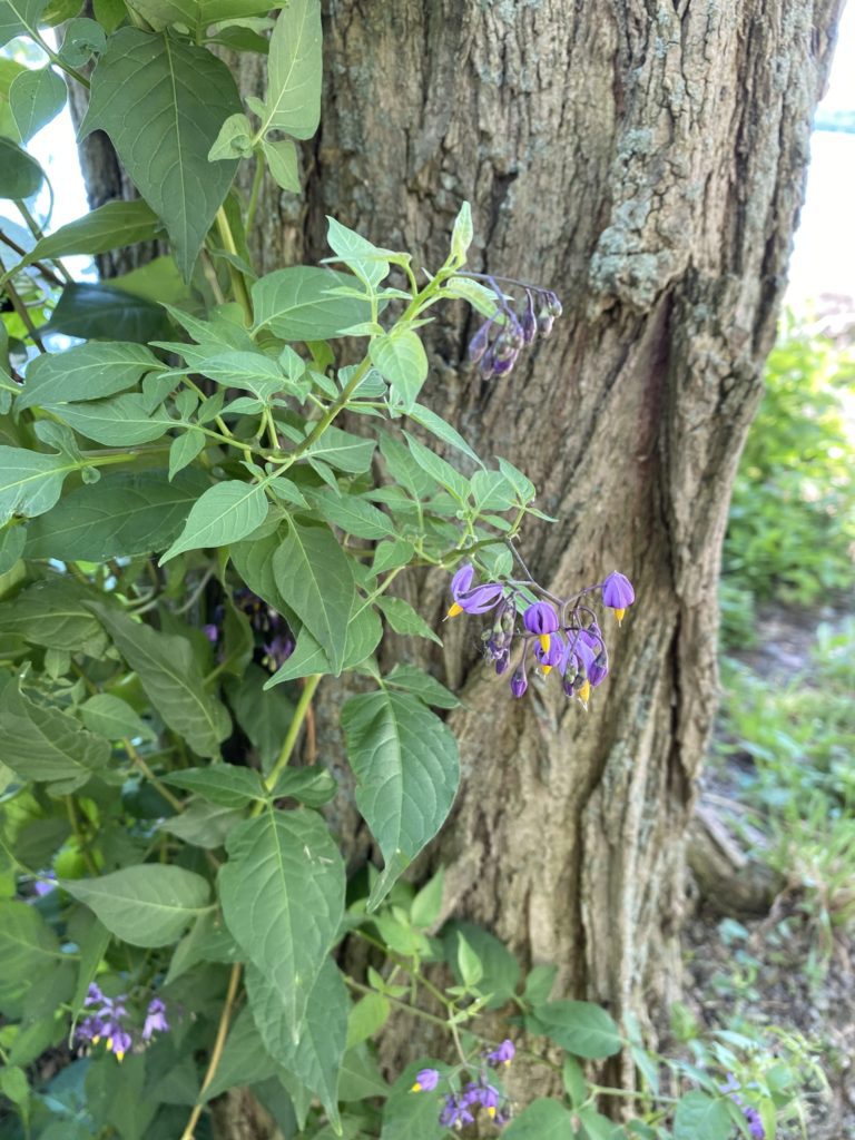 Bittersweet plant in spring