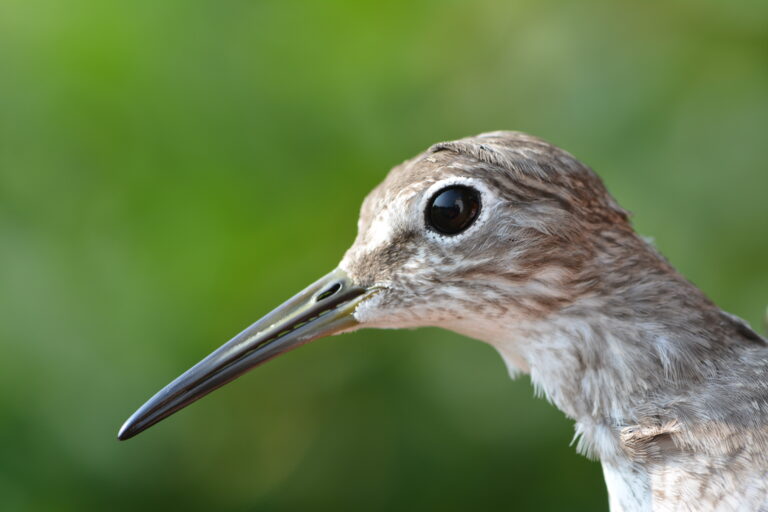 solitary sandpiper