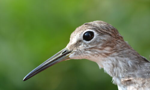 A Year in Review: Bird Banding 2023