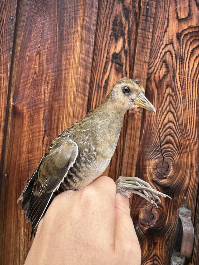 sora