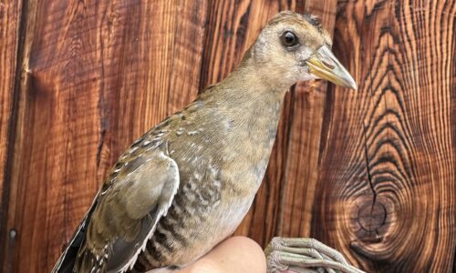 A Year in Review: Bird Banding 2024