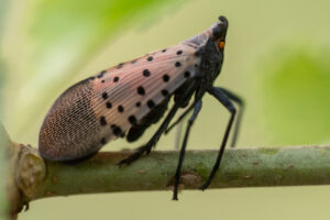 spotted lanternfly