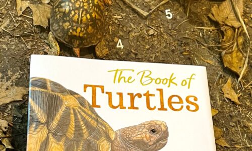 Turtle-Centered Learning