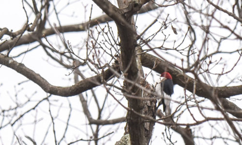 2022 Rector Christmas Bird Count Results