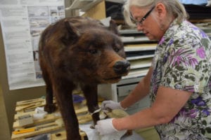 Timber Wolf Diorama Restored