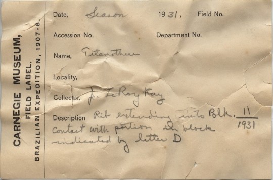 old label for a museum specimen