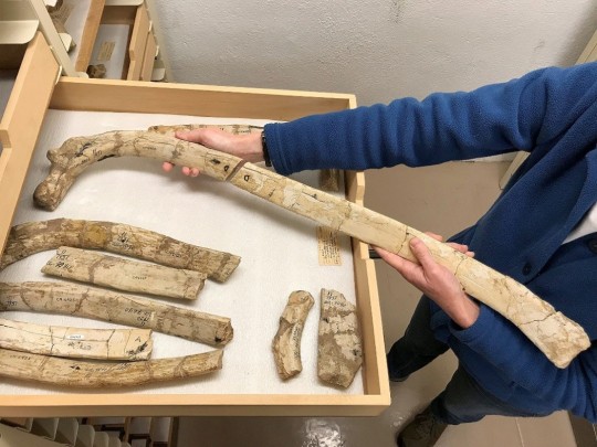 two parts of a rib bone being held together