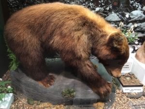 baby black bear taxidermy
