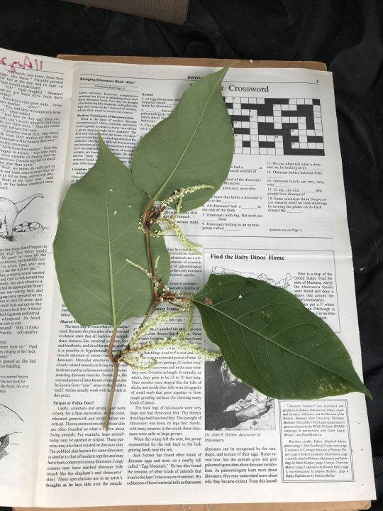 Bohemian knotweed
