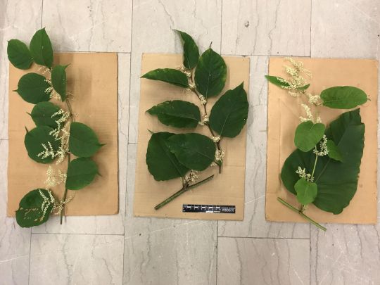 fresh knotweed specimens