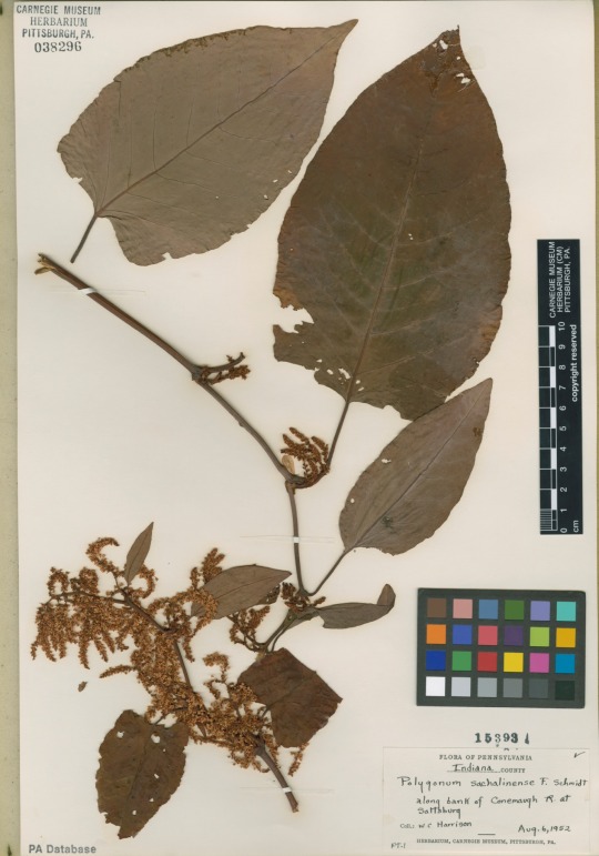 knotweed specimen