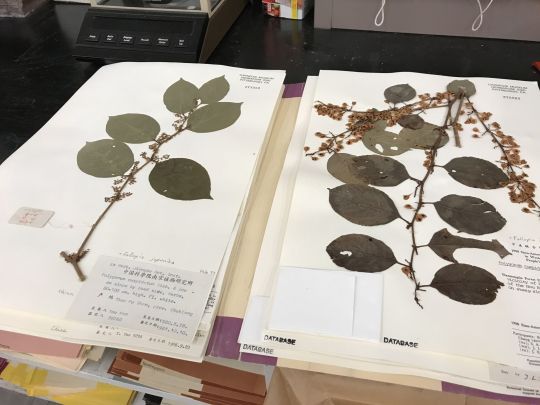 Japanese knotweed specimens