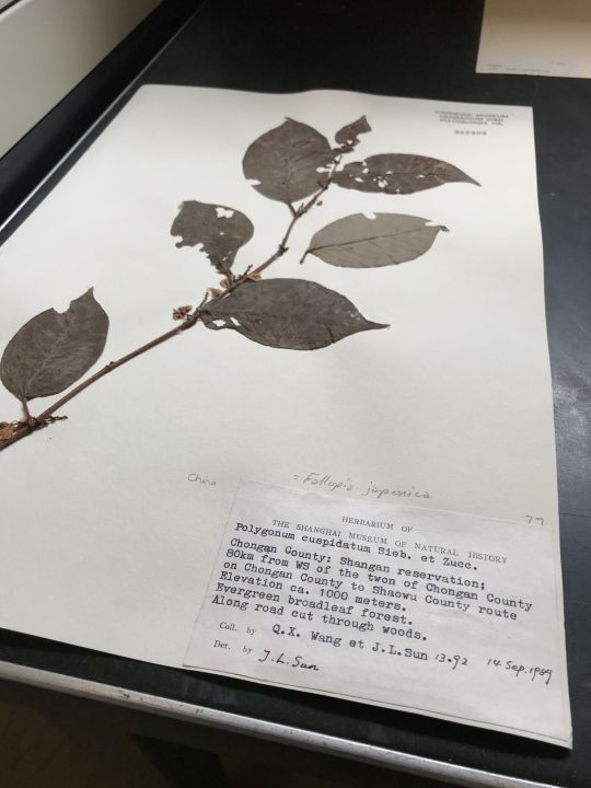 Japanese knotweed