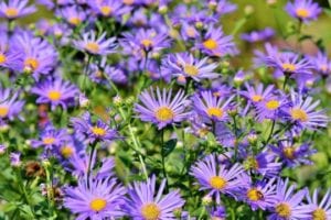 aster