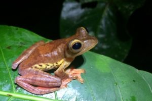 Field Time in Borneo