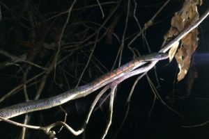 The Enduring Appeal of Snakes