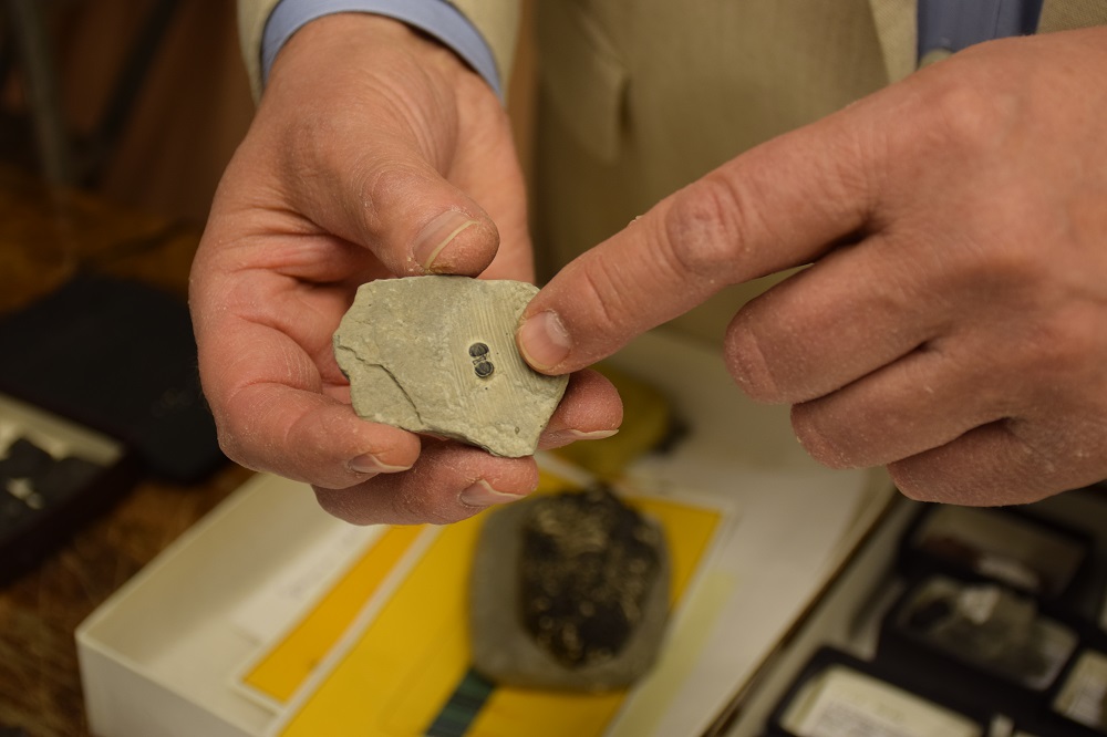 fossils from Invertebrate Paleontology