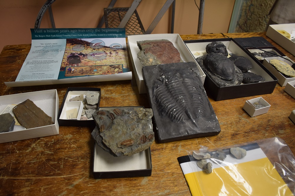 fossils from Invertebrate Paleontology