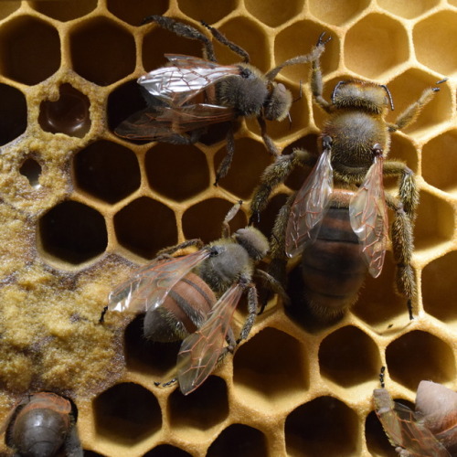 honey bee diorama in Discovery Basecamp